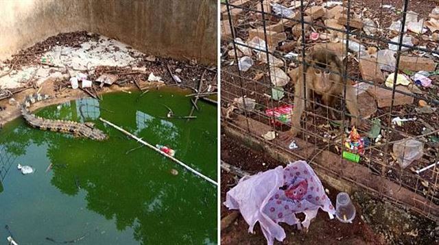 쓰레기로 가득 찬 우리에 살고 있는 인도네시아 데폭 한 작은 동물원의 악어와 원숭이. 현지 매체 캡처