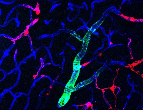 생쥐 뇌의 모세혈관 이미지. 붉은색이 혈관주위 세포 [즐로코비츠 실험실 제공]