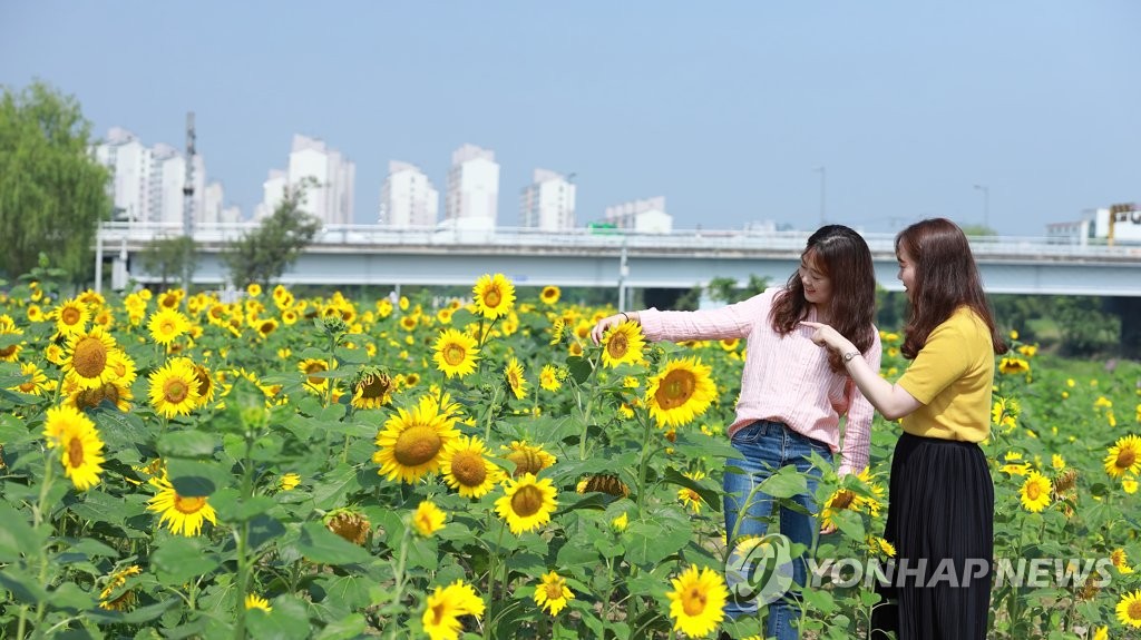 해바라기슈퍼 이미지