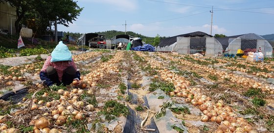 지난 4일 양파 주산지인 충남 서산시 부석면 봉락리의 한 밭에서 농민이 양파를 수확하고 있다. 농민들은 "인건비도 못 건진다"고 하소연했다. 신진호 기자