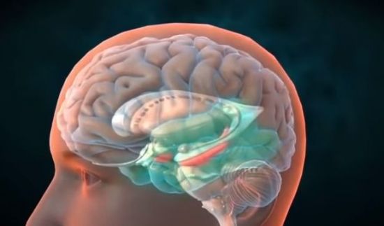 기억의 중추 역할은 뇌의 해마가 담당합니다. 뇌 속의 해마를 성장시키는 것이 기억력을 높이는 방법 중 하나입니다. [사진=유튜브 화면캡처]
