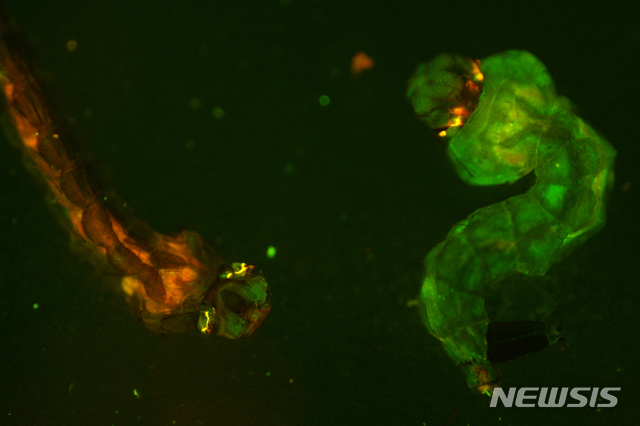 2019년 2월 미 록펠러대 보스헤일연구소가 제공한 모기 유충 현미경 사진. 앞서 이 연구소는 지카, 뎅기열 등을 퍼트리는 모기 종인 아데데스 아에집티의 DNA 코드를 공개했다.    AP