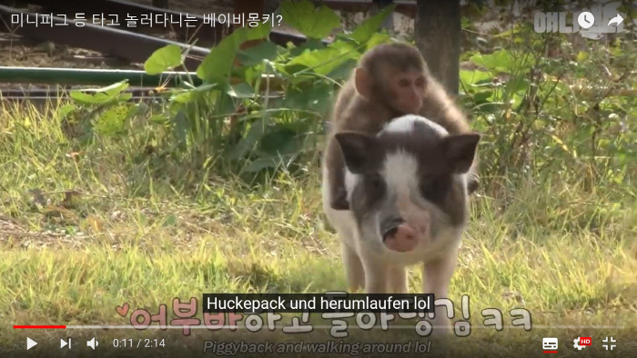 동물농장 이미지