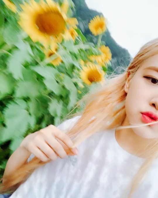 Group BLACKPINK member Rosé boasted a pure beauty.Rosé posted the video on his Instagram account on July 21.Inside the video is a picture of Rosé enjoying his leisure in the sunflower flower garden, where Rosés blemish-free white-oak skin catches his eye; Rosés large, clear eyes also stand out.delay stock