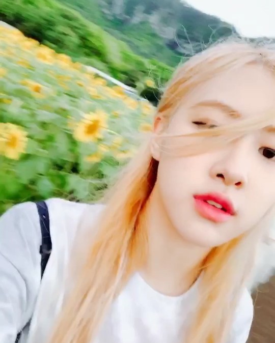 Group BLACKPINK member Rosé boasted a pure beauty.Rosé posted the video on his Instagram account on July 21.Inside the video is a picture of Rosé enjoying his leisure in the sunflower flower garden, where Rosés blemish-free white-oak skin catches his eye; Rosés large, clear eyes also stand out.delay stock