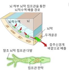 뇌막 림프관의 위치를 표현한 그림 [과학기술정보통신부 제공]
