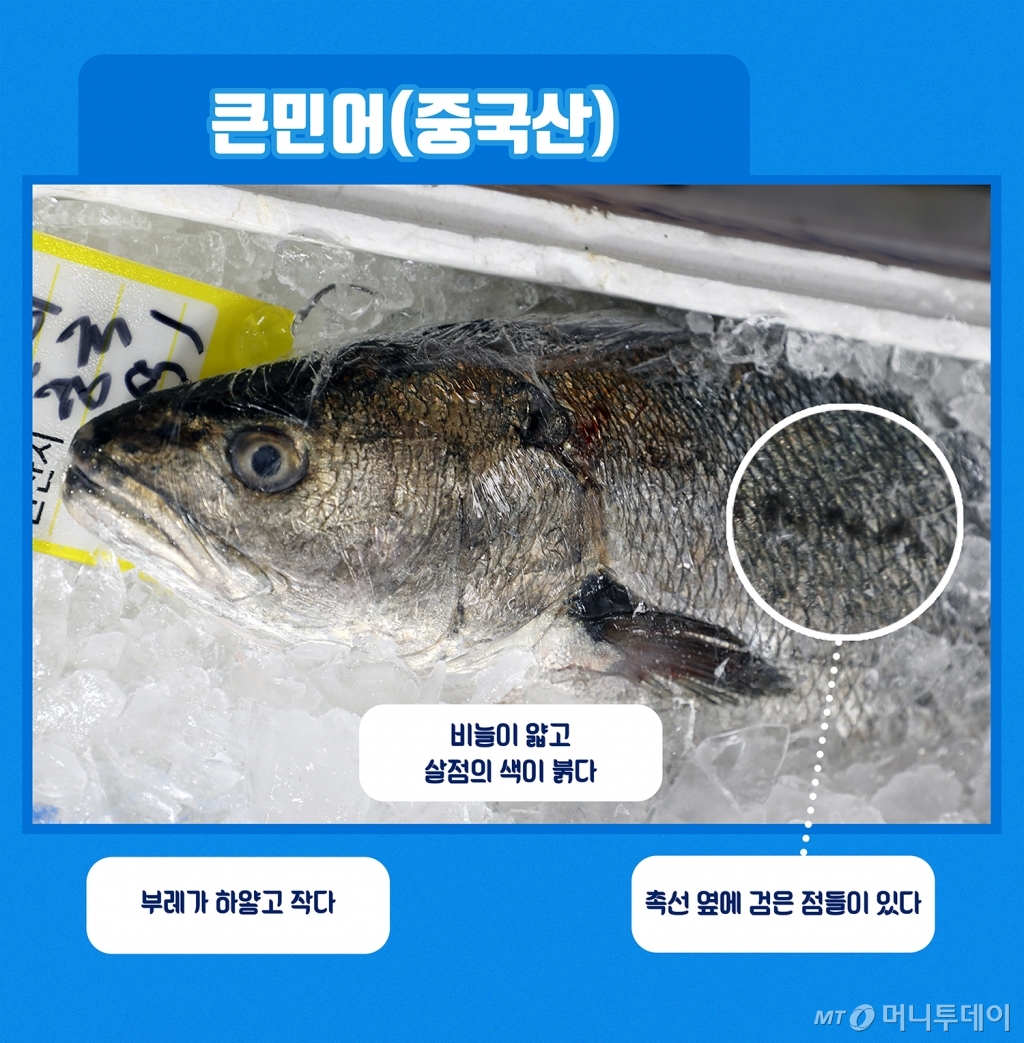 [바다정보다잇다] 내가 먹은 게 민어가 아닐 수도 있다? 진짜 민어 구별법