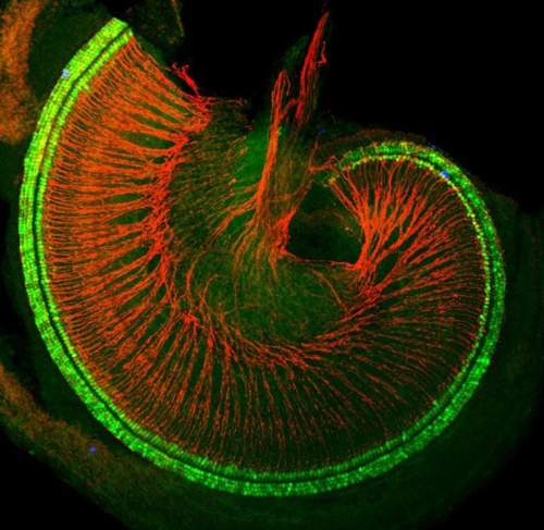 생쥐 달팽이관의 유모세포(녹색)와 청각신경(붉은색) [존스홉킨스대 의대 되츨호퍼 랩 제공]