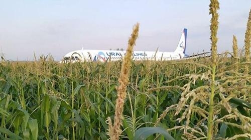 옥수수통신 이미지