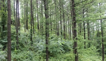 태백산 일본잎갈나무 [중앙포토]