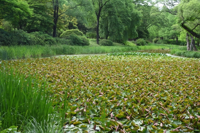 수련으로 뒤덮인 광릉 국립수목원 연못.