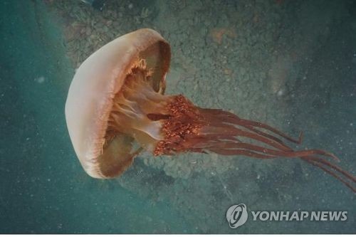 본래수산 이미지