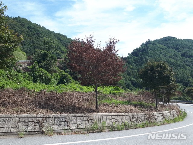 가로수 이미지