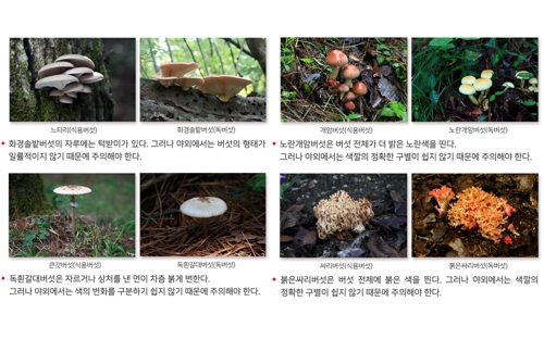 독버섯 이미지