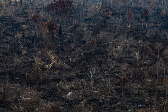브라질 아마존 열대우림 지역의 자만심 국립공원의 나무들이 화재로 검게 변했다. [사진 그린피스]