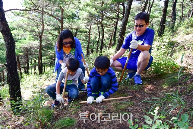 송이향 이미지