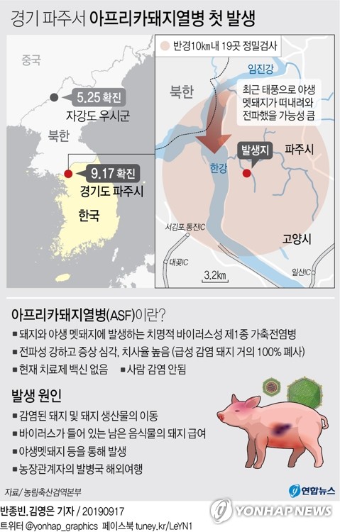 돼지 이미지