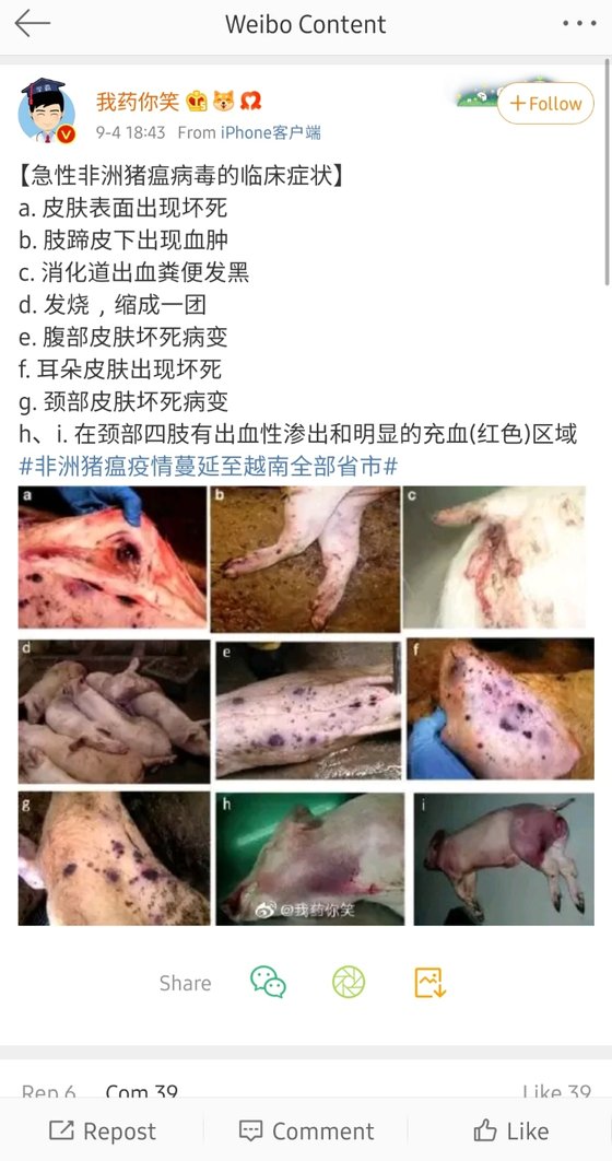 선양돼지 이미지