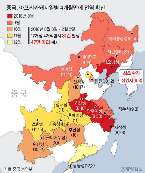 선양돼지 이미지