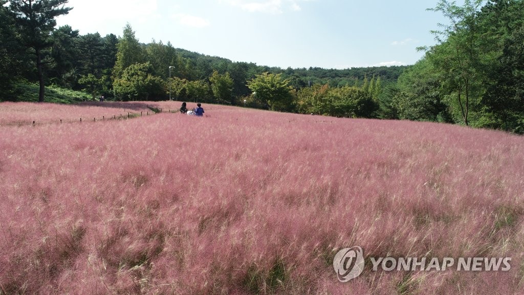 핑크뮬리 이미지