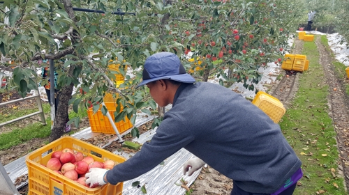 사과 수확하는 외국인 노동자 촬영 : 김동철 기자