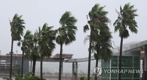 강풍 몰아치는 제주공항 (제주=연합뉴스) 변지철 기자 = 제17호 태풍 '타파'가 제주를 강타한 22일 오전 제주국제공항에 강풍이 몰아쳐 야자수가 심하게 흔들리고 있다. 2019.9.22 bjc@yna.co.kr