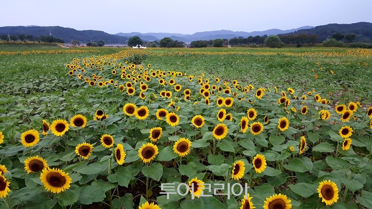 황금이 이미지