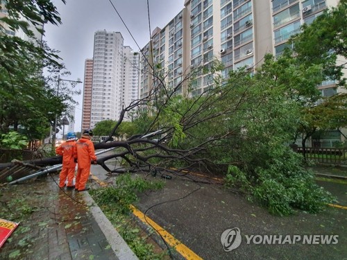 태풍에 대형 나무도 속수무책 (부산=연합뉴스) 차근호 기자 = 제17호 태풍 '타파'가 북상 중인 지난 22일 오후 부산 수영구 민락동 한 아파트 단지 인근 나무가 쓰러져 2개 차선을 막고 있다. ready@yna.co.kr
