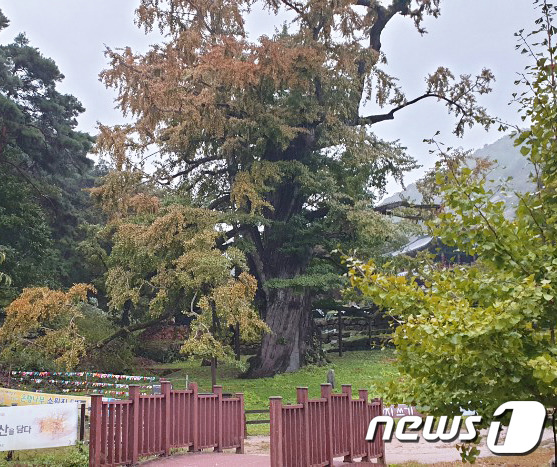 지난 23일 충북 영동군 양산면 누교리 천태산 중턱에 있는 일명 '영국사 은행나무'(천연기념물 223호)가 바이러스 감염으로 인한 잎마름병에 걸려 누렇게 변해 있다.2019.09.24.© 뉴스1