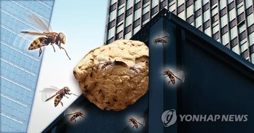 벌떼 이미지