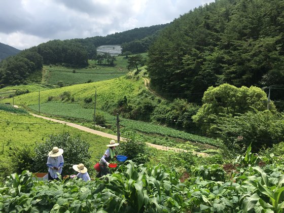 삼시세끼 이미지