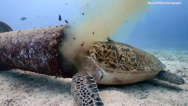 한국인 다이버가 보라카이 해안에서 오물이 흘러나오는 하수관에 머리를 처박고 있는 멸종위기 바다거북을 발견해 필리핀이 발칵 뒤집혔다./사진=박부건(보라카이윌슨) 인스타그램 @_boracaywilson 제공