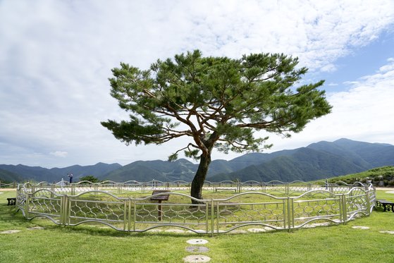 ‘엽기적인 그녀’에 등장했던 ‘엽기 소나무’