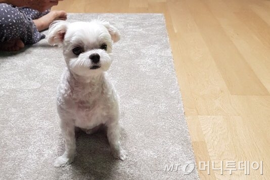 미용을 끝낸 똘이가 멍때리고 있다. 카페트 위를 좋아한다. 뒤에 있는 건 장인어른의 발(최대한 잘랐어요)./사진=남형도 기자 아내
