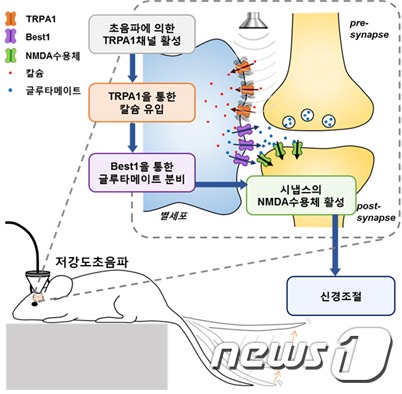 별세포를 통한 저강도 초음파의 신경조절 기전(IBS 제공)© 뉴스1
