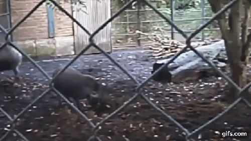돼지가 프랑스 파리 동물원에서 도구로 땅을 파는 모습 [메러디스 루트번스타인 유튜브 캡처=연합뉴스]