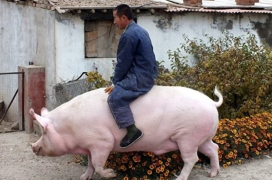 봉준호 감독의 영화 ‘옥자’에 나오는 초대형 돼지가 현실 식탁에 등장한다면. 아프리카돼지열병 확산으로 돈육대란이 벌어진 중국의 양돈농가들이 이에 대한 해결책의 하나로 ‘자이언트 돼지’사육을 늘리고 있다고 블룸버그 통신이 8일 보도했다. 사진은 중국 남부 광시좡족자치구의 한 농장에서 키우고 있는 ‘자이언트 돼지’ 모습. [연합]