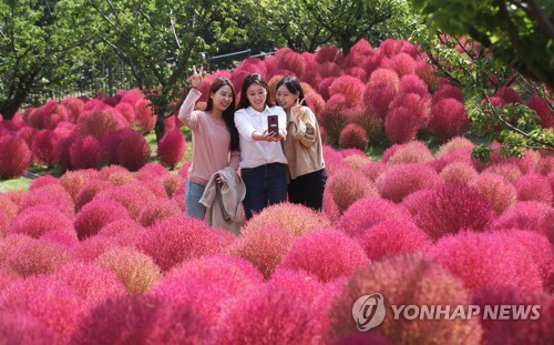 붉게 물든 가을 (용인=연합뉴스) 홍기원 기자 = 8일 오전 경기도 용인시 에버랜드 하늘매화길을 찾은 관람객들이 붉게 물든 코키아 속에서 가을 정취를 만끽하고 있다. 2019.10.8 xanadu@yna.co.kr