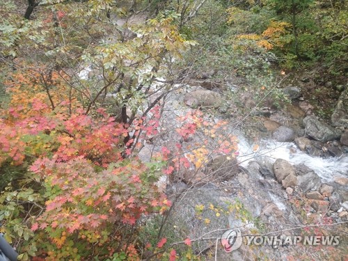 단풍 물든 설악산 천불동계곡 [연합뉴스 자료사진]