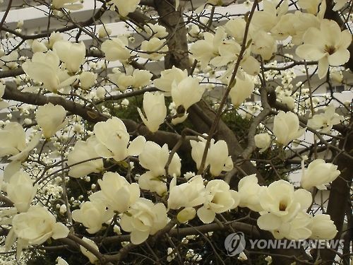 목련식품 이미지