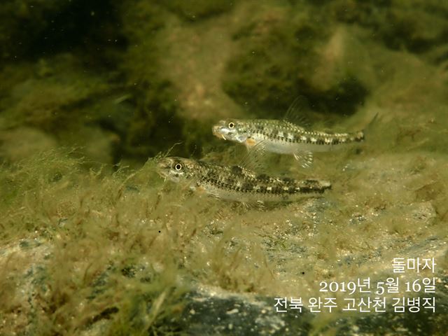 아하 생태/    돌마자    /국립생물자원관 제공/2019-10-10(한국일보)