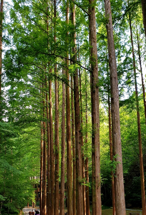 대전 장태산 메타세쿼이아 숲