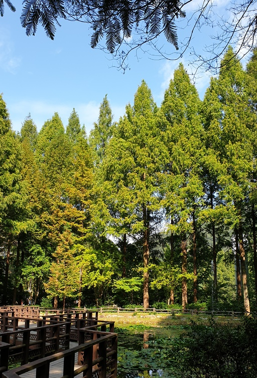 대전 장태산 메타세쿼이아 숲