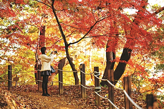 어트랙션, 드라이브 등 다양한 코스로 단풍을 즐길 수 있는 경기도 용인의 에버랜드. 에버랜드 제공