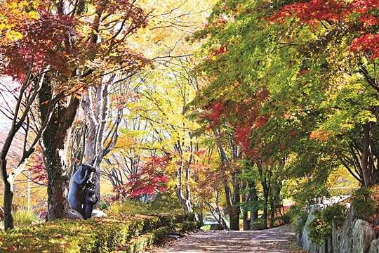11월 10일까지 한정 개방하는 세종시 베어트리파크 ‘단풍낙엽 산책길’. 베어트리파크 제공
