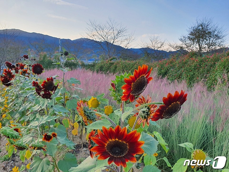 현대꽃동산 이미지