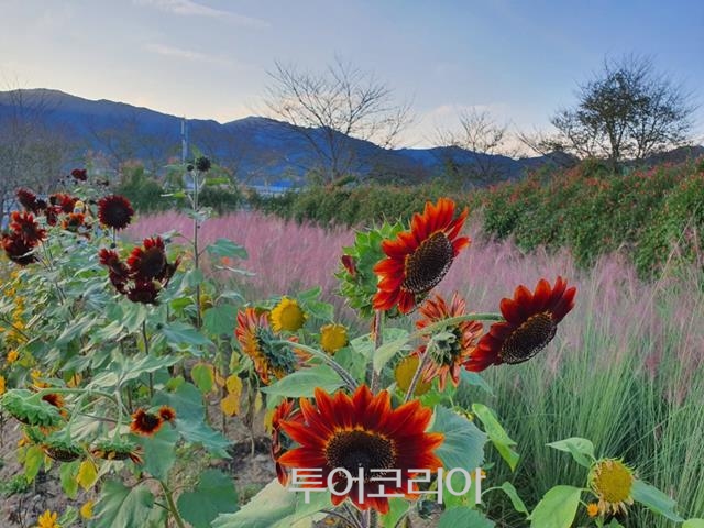 현대꽃동산 이미지