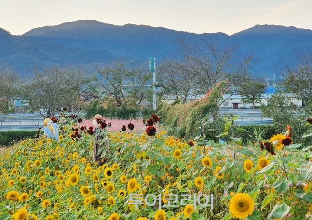 현대꽃동산 이미지