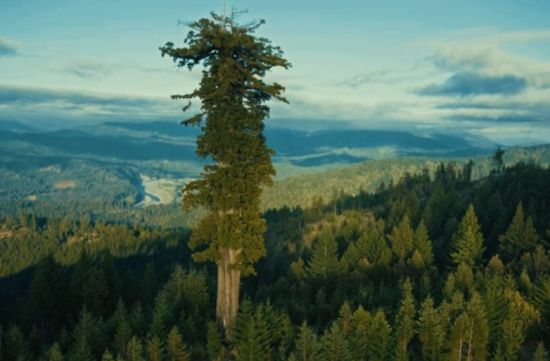 미국 캘리포니아 레드우드 국립공원의 아메리카 삼나무 군락에서 우뚝 솓은 '히페리온'. 그러나 일반 트레커들이 숲에서 어떤 나무인지 구분하기는 어렵습니다. 보호를 위해 이름표를 붙여놓지 않았기 때문입니다.  [사진=유튜브 화면캡처]