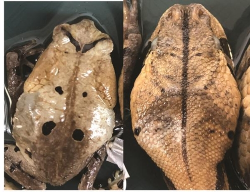 독사로 위장한 콩코 큰두꺼비(Sclerophrys channingi)와 가분살무사 머리 비교 [콜린 틸버리 제공]